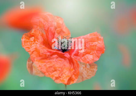Close-up immagine di un singolo papavero rosso fiore simbolo del ricordo armastice giorno Foto Stock