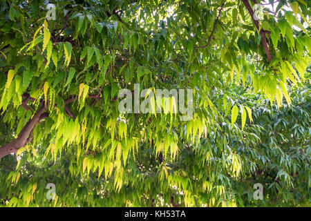 Close up saraca asoca o ashoka tree Foto Stock