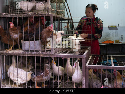 Donna vendita di polli vivi e anatre in gabbie a un mercato alimentare, provincia di Gansu, Lanzhou, Cina Foto Stock