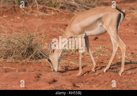 Il pascolo Grant's (gazelle gazella granti) Foto Stock