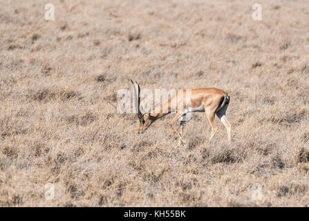 Il pascolo Grant's (gazelle gazella granti) Foto Stock