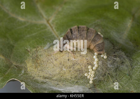 Schlehenspinner, flügelloses Weibchen bei der Eiablage, EI, Eier, Eigelege, Schlehen-Spinner, Kleiner Bürstenspinner, Schlehen-Bürstenspinner, Orgia Foto Stock