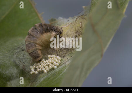 Schlehenspinner, flügelloses Weibchen bei der Eiablage, EI, Eier, Eigelege, Schlehen-Spinner, Kleiner Bürstenspinner, Schlehen-Bürstenspinner, Orgia Foto Stock