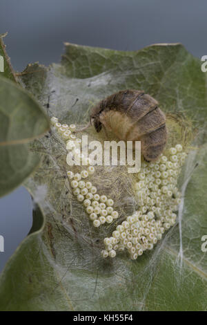 Schlehenspinner, flügelloses Weibchen bei der Eiablage, EI, Eier, Eigelege, Schlehen-Spinner, Kleiner Bürstenspinner, Schlehen-Bürstenspinner, Orgia Foto Stock