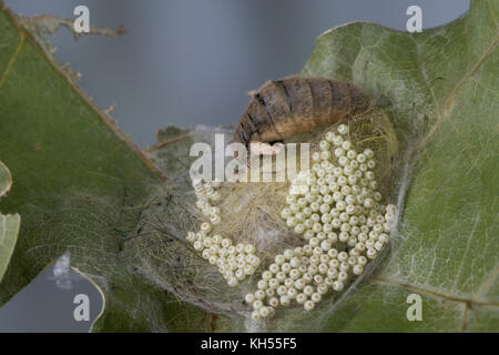 Schlehenspinner, flügelloses Weibchen bei der Eiablage, EI, Eier, Eigelege, Schlehen-Spinner, Kleiner Bürstenspinner, Schlehen-Bürstenspinner, Orgia Foto Stock