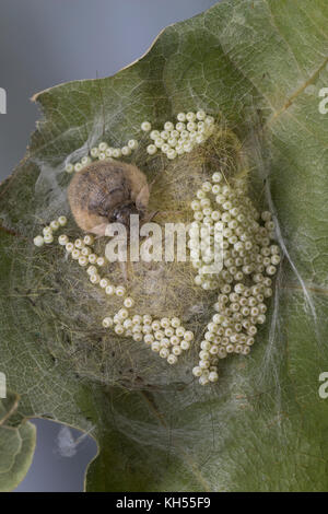 Schlehenspinner, flügelloses Weibchen bei der Eiablage, EI, Eier, Eigelege, Schlehen-Spinner, Kleiner Bürstenspinner, Schlehen-Bürstenspinner, Orgia Foto Stock