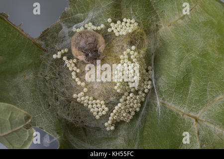 Schlehenspinner, flügelloses Weibchen bei der Eiablage, EI, Eier, Eigelege, Schlehen-Spinner, Kleiner Bürstenspinner, Schlehen-Bürstenspinner, Orgia Foto Stock