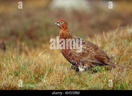 Regno Unito. North Yorkshire Dales. Red Grouse su Reeth alta Moor. Foto Stock