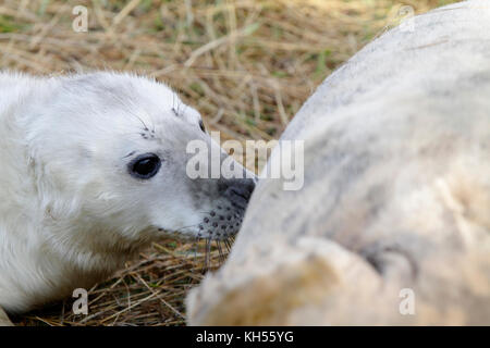 Guarnizione grigia con pup Halichoerus grypus) Foto Stock