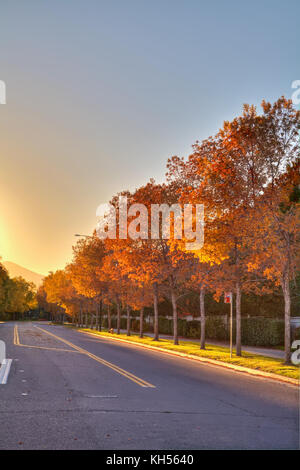 Autunno Blaze Maple Street alberi Foto Stock