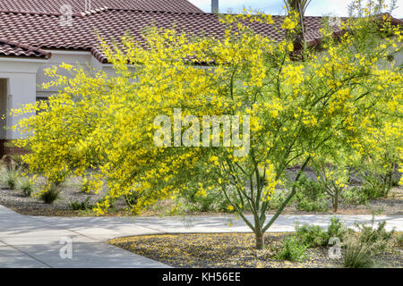 Museo deserto Palo Verde in primavera fioriscono Foto Stock