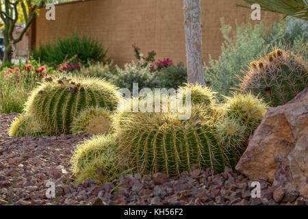 Golden Barrel cactus in un giardino. Foto Stock