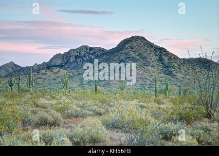 Il Deserto di Sonora al tramonto. Foto Stock