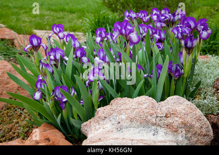 Iris barbuto nana bianca con picotee viola Foto Stock