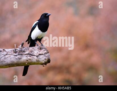 Gazza appollaiato su un albero su sfondo marrone. Foto Stock