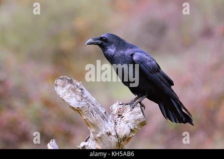Black raven, Corvus corax nel periodo autunnale. per cercare qualcosa da mangiare. Foto Stock