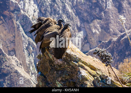 Tre Condor al Canyon del Colca seduta,Perù,America del Sud. Si tratta di un condor il più grande uccello in volo sulla terra Foto Stock