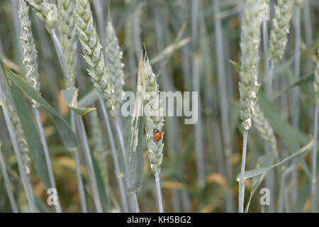 I picchi di frumento con red lady bug Foto Stock