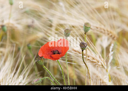 Papavero rosso tra spighe di grano Foto Stock