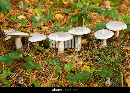 Clitocybe nebularis, fungo, nella foresta Foto Stock