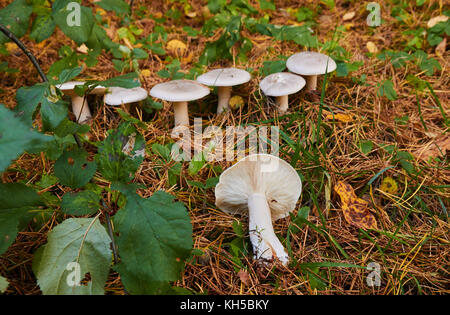 Clitocybe nebularis, fungo, nella foresta Foto Stock