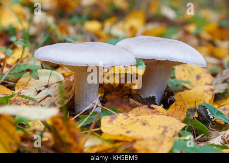 Clitocybe nebularis, fungo, nella foresta Foto Stock