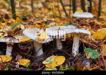 Clitocybe nebularis, fungo, nella foresta Foto Stock