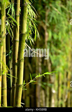 Il simbolismo di bambù Foto Stock