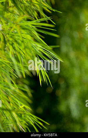 Il simbolismo di bambù Foto Stock