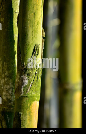 Il simbolismo di bambù Foto Stock