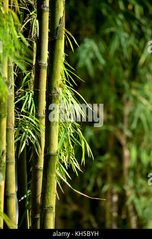 Il simbolismo di bambù Foto Stock