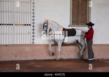 America Centrale, Costa Rica, Provincia Di Alajuela, Rancho San Miguel. Tradizionale spettacolo di cavalli andalusi, allenatore maschile in abbigliamento tipico. Foto Stock