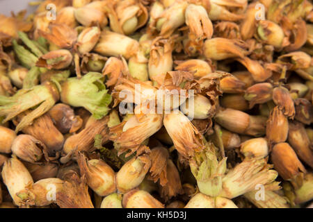 Regno Unito, Inghilterra, Essex, Saffron Walden, la piazza del mercato, veteable stallo, Kent cresciuto cob dadi per la vendita sul giorno di mercato Foto Stock