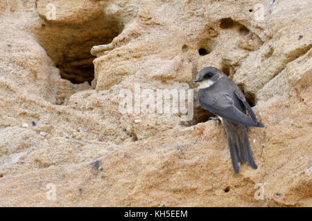 Sand Martin / Bank Swallow ( Riparia riparia riparia) riposando all'ingresso del suo buco nido in una scogliera di sabbia di una riva del fiume, guardando, fauna selvatica, Europa. Foto Stock