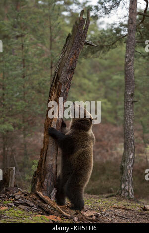 Orso marrone eurasiatico ( Ursus arctos ), cucciolo giovane giocoso, in piedi sulle gambe posteriori di fronte ad un vecchio albero, sembra carino e divertente, Europa. Foto Stock