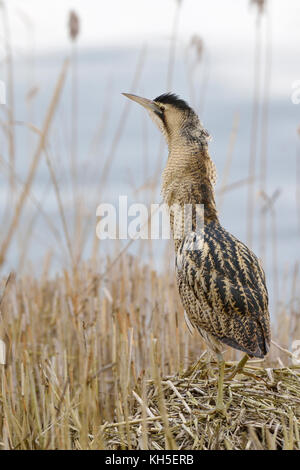 Bittern / Rohrdommel ( Botaurus stellaris ), adulto in inverno, camminare, arrampicarsi, stare esposti su una piccola collina, tumulo di canne, guardare, Europa. Foto Stock