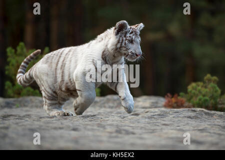 Tigre Bengala ( Panthera tigris ), bianco, giovane animale, adolescente, correre, saltando sopra alcune rocce lungo il bordo di una foresta, piena di gioia. Foto Stock