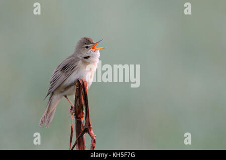 Marsh Warbler ( Acrocephalus palustris ), maschio adulto, arroccato su un gambo marcio, canto post, canto il suo canto, comportamento territoriale, fauna selvatica, Europa. Foto Stock