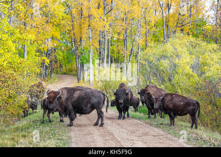 Le pianure Bison (Bison bison bison) o bufalo americano, Equitazione Mountain National Park, Manitoba, Canada. Foto Stock