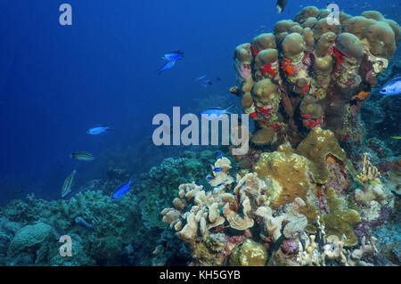 Scena sulla barriera corallina bonaire Foto Stock