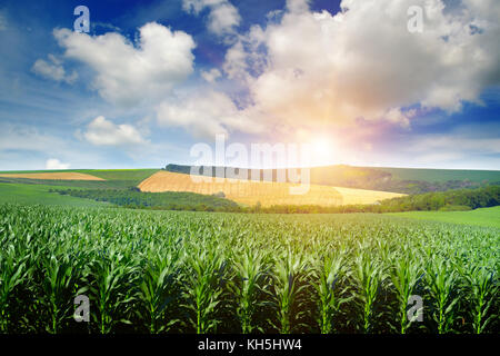 Sole luminoso sorge su un campo di mais. primavera paesaggio. Foto Stock