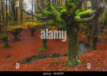 Foresta otzarreta in Gorbea Parco naturale Foto Stock