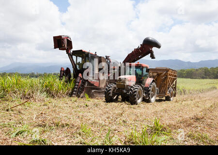 La canna da zucchero raccolta. ottobre. abbassare daintree. queensland. Australia. Foto Stock