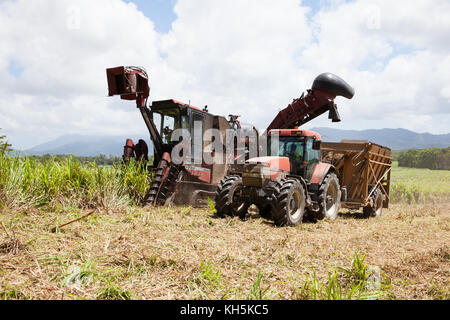 La canna da zucchero raccolta. ottobre. abbassare daintree. queensland. Australia. Foto Stock