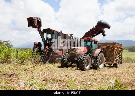 La canna da zucchero raccolta. ottobre. abbassare daintree. queensland. Australia. Foto Stock