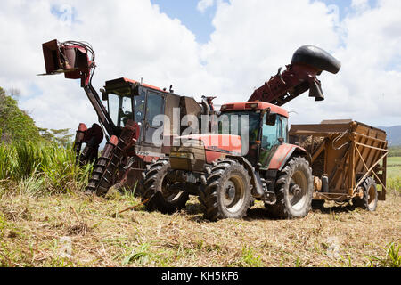 La canna da zucchero raccolta. ottobre. abbassare daintree. queensland. Australia. Foto Stock