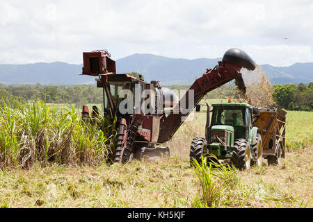 La canna da zucchero raccolta. ottobre. abbassare daintree. queensland. Australia. Foto Stock