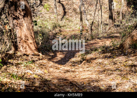 Un percorso in bicicletta attraverso boschi Bluff Creek Trail, Bluff Creek Park in nord Oklahoma City, Oklahoma, Stati Uniti d'America. Foto Stock