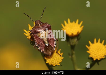 Adulto Peloso Shieldbug Foto Stock