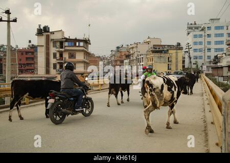 28 ottobre 2017 - Kathmandu, Nepal - mucche che creare un ingorgo di traffico a Kathmandu. (Immagine di credito: © Sarah Murray/Stumbleweeds via ZUMA Wire) Foto Stock